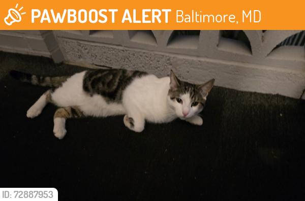 Found/Stray Unknown Cat last seen Plainfield and Frankford ave. , Baltimore, MD 21206