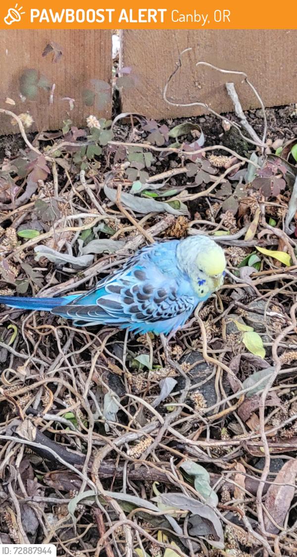 Found/Stray Unknown Bird last seen Redwood St, Canby, OR 97013