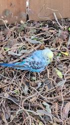Found/Stray Unknown Bird last seen Redwood St, Canby, OR 97013
