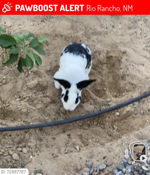 Lost Male Rabbit last seen Saddlewoodd trail and Willow Ct, Rio Rancho, NM 87124