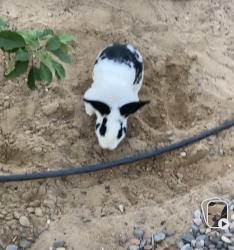 Lost Male Rabbit last seen Saddlewoodd trail and Willow Ct, Rio Rancho, NM 87124