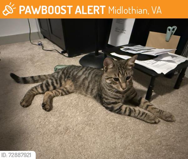 Found/Stray Male Cat last seen E W Rd, Midlothian, VA 23114