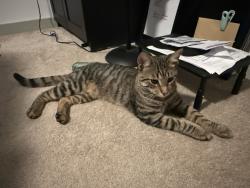 Found/Stray Male Cat last seen E W Rd, Midlothian, VA 23114