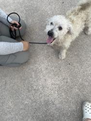 Found/Stray Male Dog last seen Stroud dr and baneway dr, Houston, TX 77072