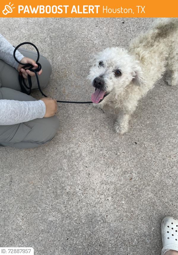 Found/Stray Male Dog last seen Stroud dr and baneway dr, Houston, TX 77072