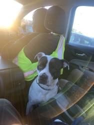 Lost Male Dog last seen 7 mile , Detroit, MI 48203