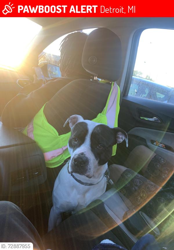 Lost Male Dog last seen 7 mile , Detroit, MI 48203