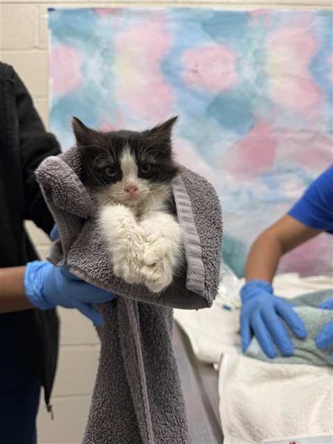 Shelter Stray Female Cat last seen HARVEST HOUSE WAY / APPLE PEAR CT, Elk Grove, CA 95624