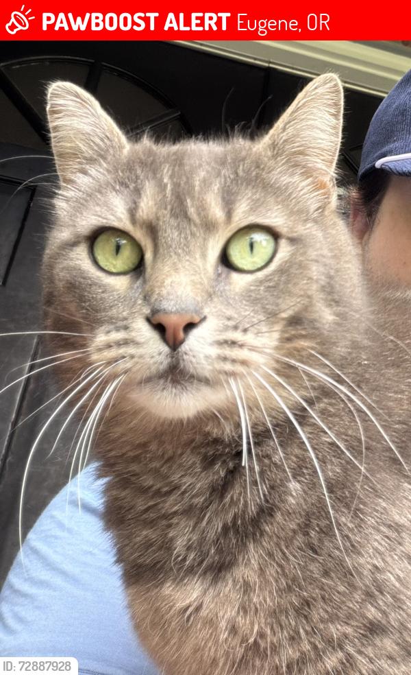 Lost Male Cat last seen Brickley dr & Hammock st, Eugene, OR 97401