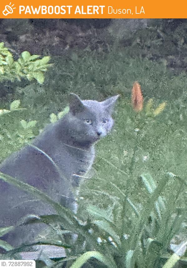 Found/Stray Unknown Cat last seen Golden grain, Duson, LA 70529