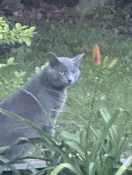 Found/Stray Unknown Cat last seen Golden grain, Duson, LA 70529