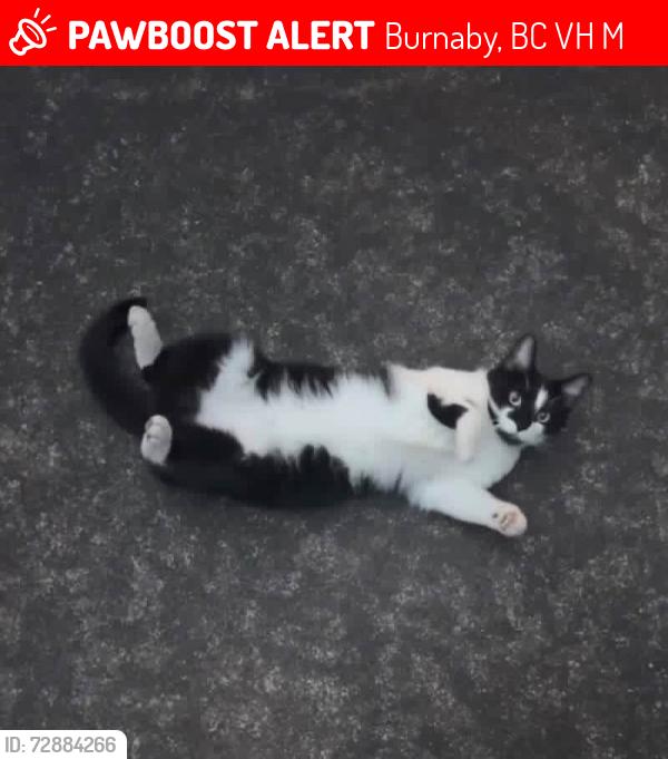 Lost Female Cat last seen Near Grafton St and Nelson Ave burnaby, Burnaby, BC V5H 1M4