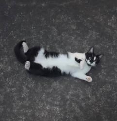 Lost Female Cat last seen Near Grafton St and Nelson Ave burnaby, Burnaby, BC V5H 1M4