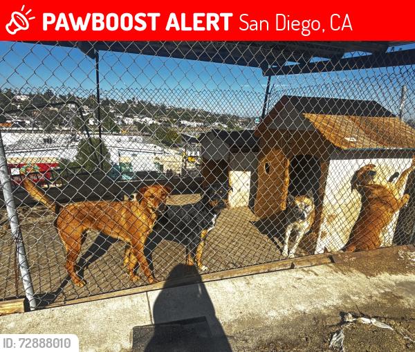 Lost Female Dog last seen Imperial Ave, San Diego, CA 92114
