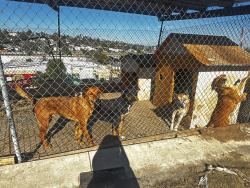 Lost Female Dog last seen Imperial Ave, San Diego, CA 92114