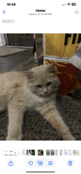 Lost Male Cat last seen Walnut and Somerset by ips school 67, Indianapolis, IN 46222