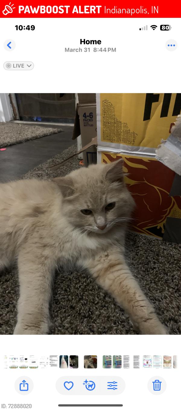 Lost Male Cat last seen Walnut and Somerset by ips school 67, Indianapolis, IN 46222