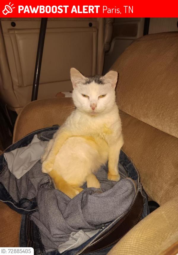 Lost Female Cat last seen Van Dike and Renoldsburg rd, Paris, TN 38242
