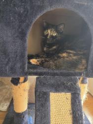 Lost Female Cat last seen 36th st and Linda Circle, Des Moines, IA 50310