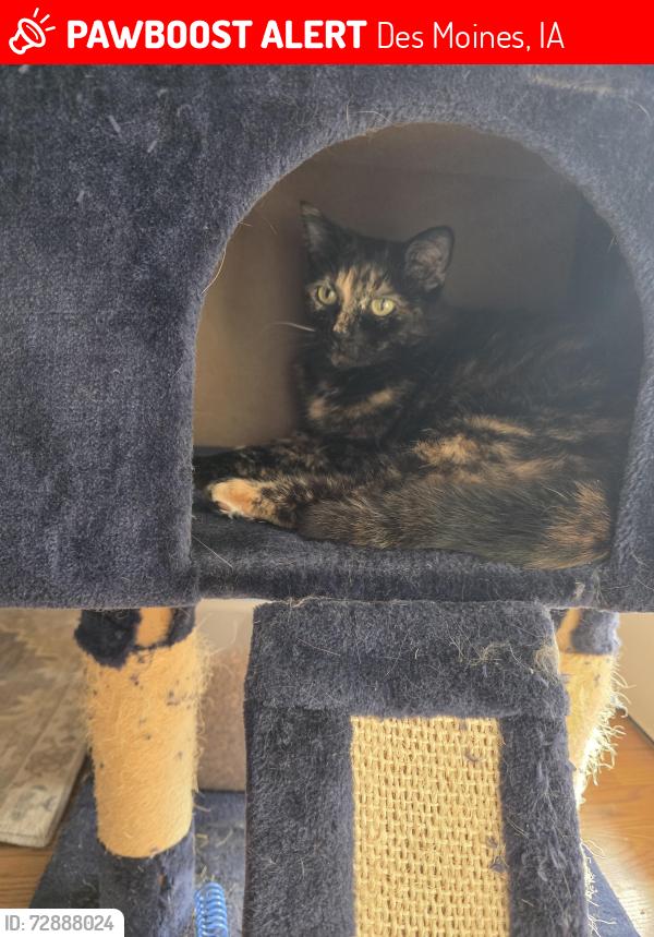Lost Female Cat last seen 36th st and Linda Circle, Des Moines, IA 50310