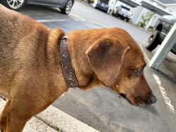 Found/Stray Female Dog last seen commercial clbh, Salem, OR 97306