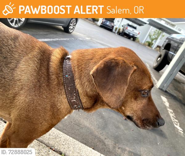 Found/Stray Female Dog last seen commercial clbh, Salem, OR 97306
