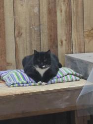 Lost Male Cat last seen North Bradford Rd, Creswell, OR 97426