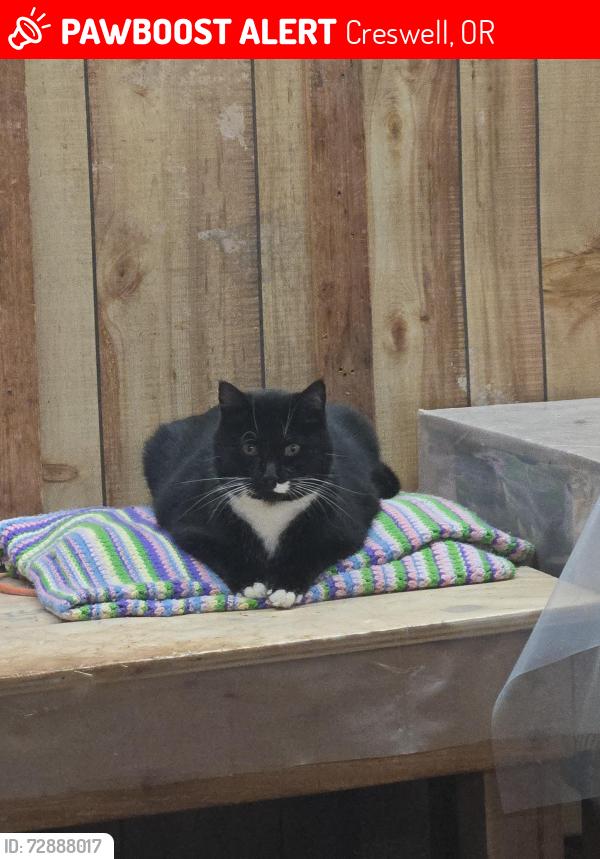 Lost Male Cat last seen North Bradford Rd, Creswell, OR 97426