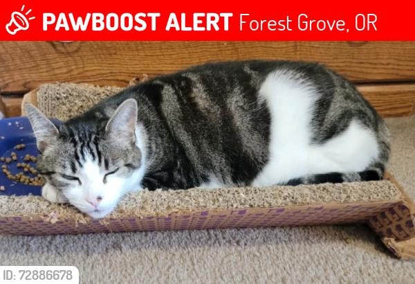 Lost Male Cat last seen Leon Drive and B Street, Forest Grove, OR 97116