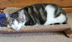 Lost Male Cat last seen Leon Drive and B Street, Forest Grove, OR 97116