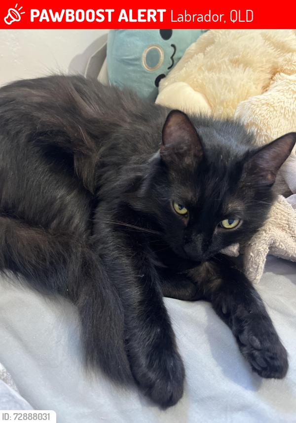 Lost Male Cat last seen Central Street, Labrador, QLD 4215