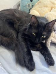 Lost Male Cat last seen Central Street, Labrador, QLD 4215