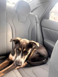 Found/Stray Male Dog last seen Nw 16th and rockwell, Oklahoma City, OK 73127