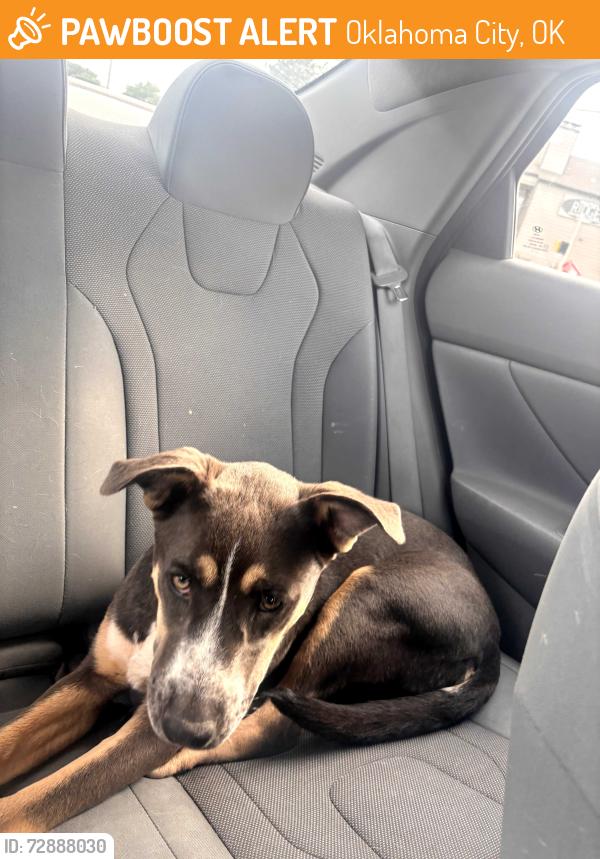 Found/Stray Male Dog last seen Nw 16th and rockwell, Oklahoma City, OK 73127