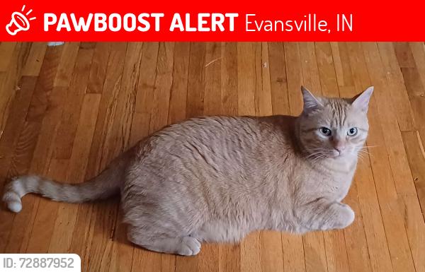 Lost Male Cat last seen west side walmart, Evansville, IN 47712