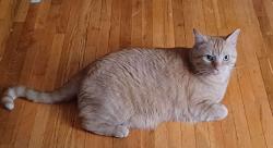Lost Male Cat last seen west side walmart, Evansville, IN 47712