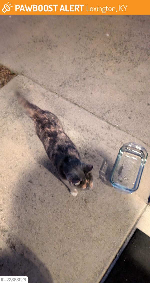 Found/Stray Unknown Cat last seen Polo club , Lexington, KY 40509