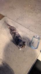 Found/Stray Unknown Cat last seen Polo club , Lexington, KY 40509
