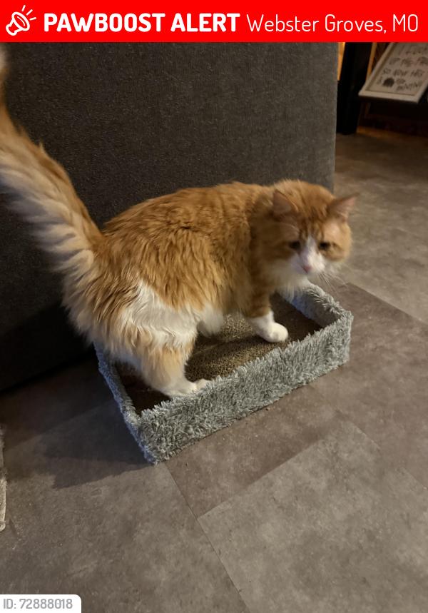Lost Male Cat last seen Laclede station , Webster Groves, MO 63119