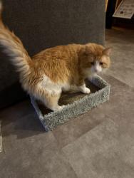 Lost Male Cat last seen Laclede station , Webster Groves, MO 63119