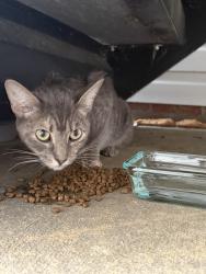 Found/Stray Female Cat last seen Hidden Lake apmts , Fayetteville, NC 28304