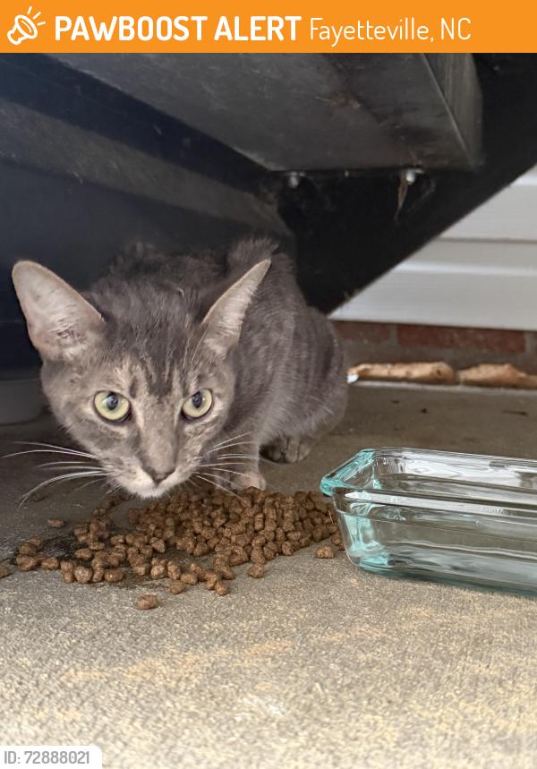 Found/Stray Female Cat last seen Hidden Lake apmts , Fayetteville, NC 28304