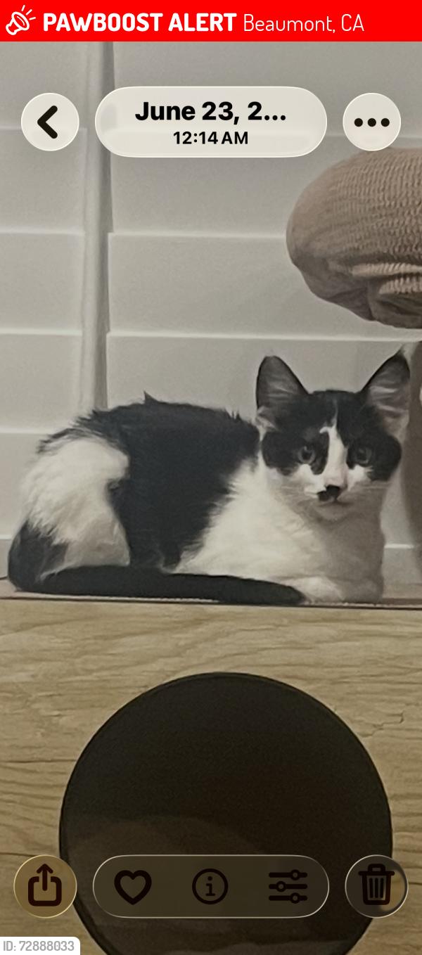 Lost Female Cat last seen Near Zachary Way Beaumont , Beaumont, CA 92223