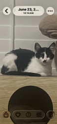Lost Female Cat last seen Near Zachary Way Beaumont , Beaumont, CA 92223