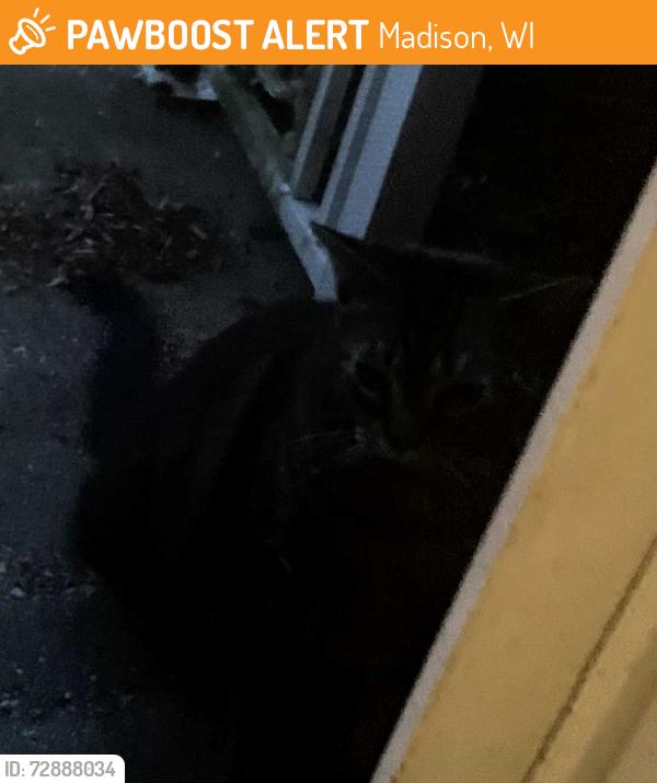 Found/Stray Unknown Cat last seen Corner of Eau Claire & Sheboygan , Madison, WI 53705