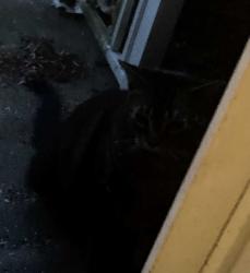 Found/Stray Unknown Cat last seen Corner of Eau Claire & Sheboygan , Madison, WI 53705