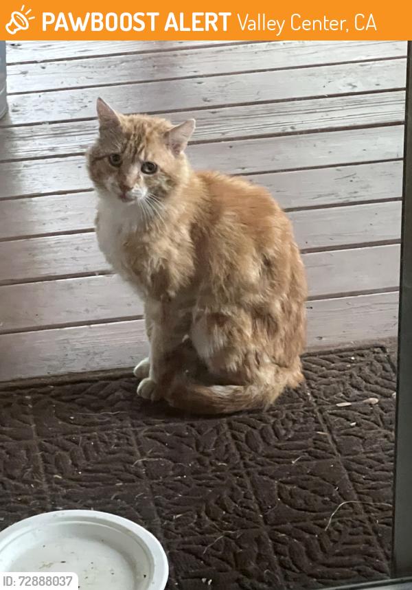 Found/Stray Unknown Cat last seen Skyline ranch, Valley Center, CA 92082