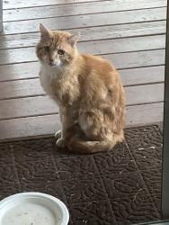Found/Stray Unknown Cat last seen Skyline ranch, Valley Center, CA 92082
