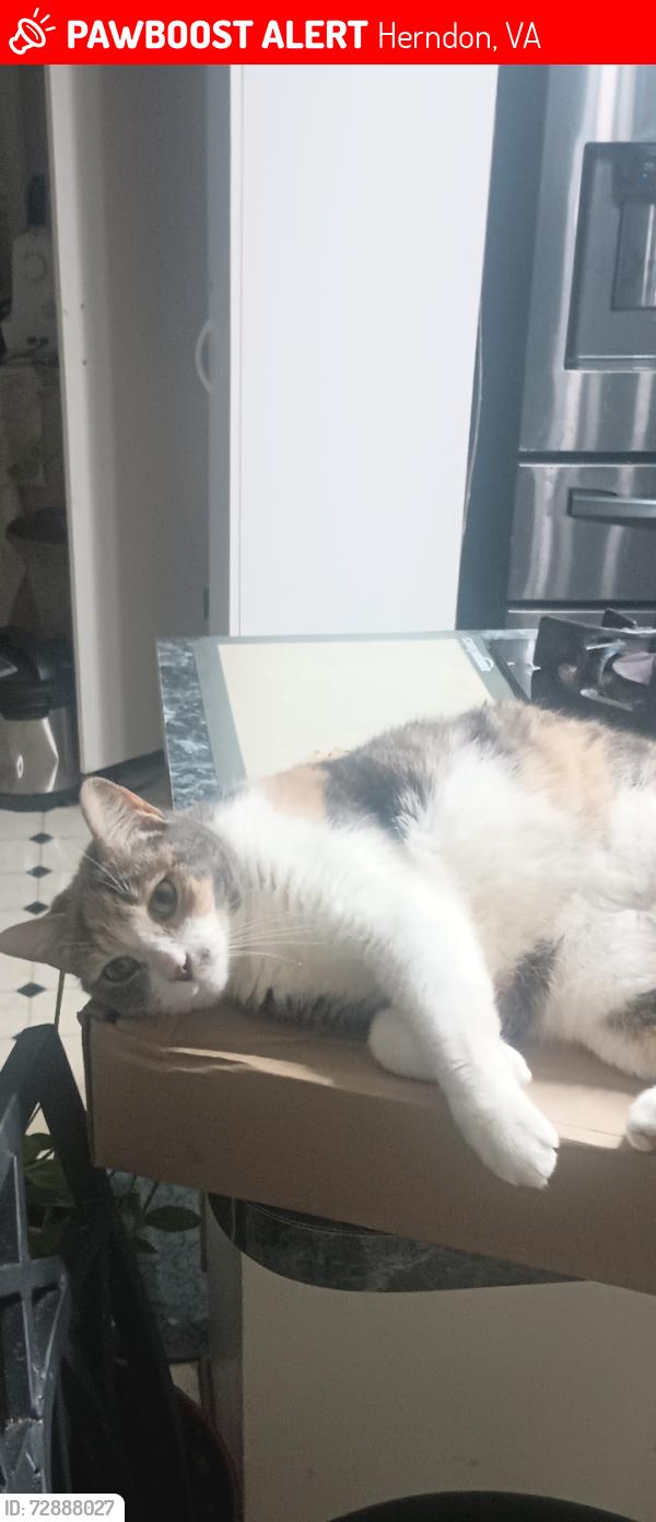 Lost Female Cat last seen Nash Street and Pearl Street, Spring St, Herndon, VA 20170