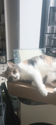 Lost Female Cat last seen Nash Street and Pearl Street, Spring St, Herndon, VA 20170